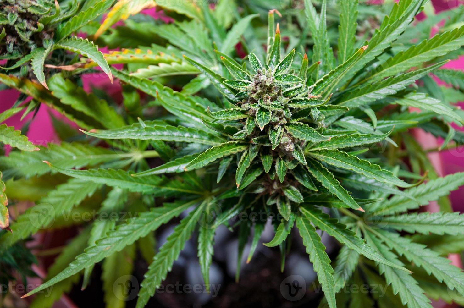 medical cannabis with with ice cubes around main stem before harvest photo