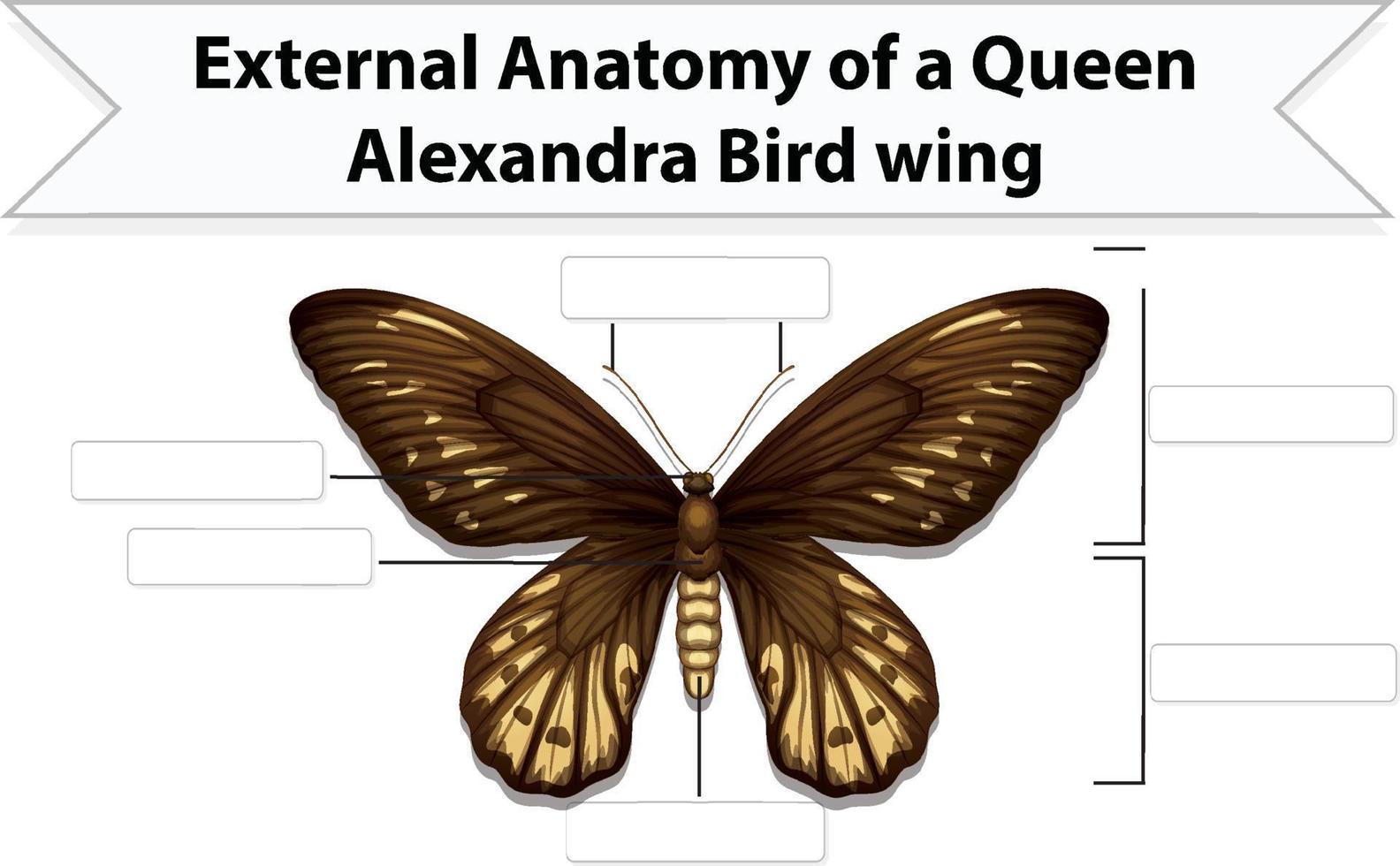 External Anatomy of a butterfly worksheet 3467694 Vector Art at Vecteezy