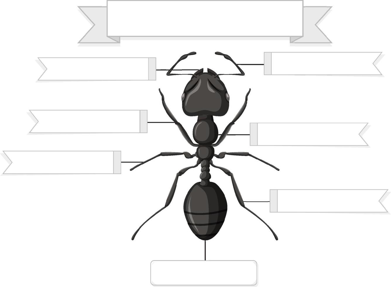 External Anatomy of an ant worksheet vector