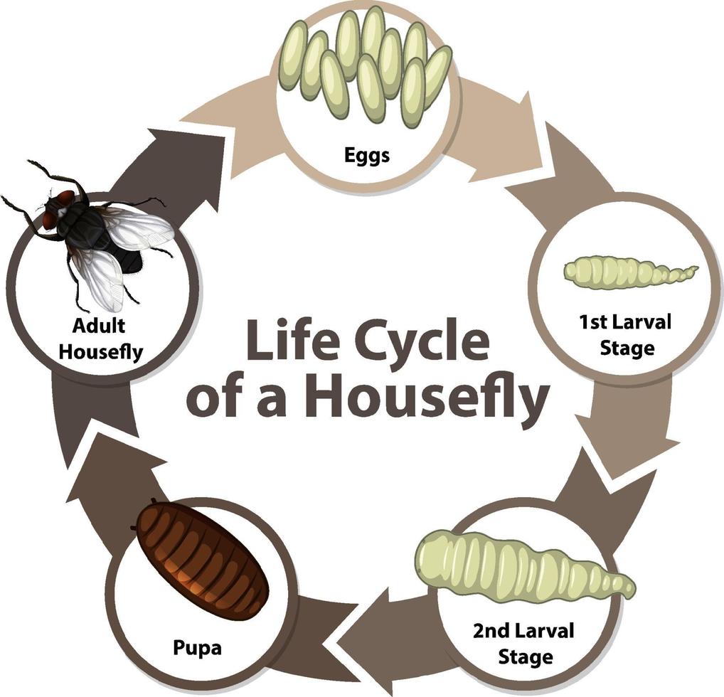 Diagrama que muestra el ciclo de vida de la mosca doméstica. vector