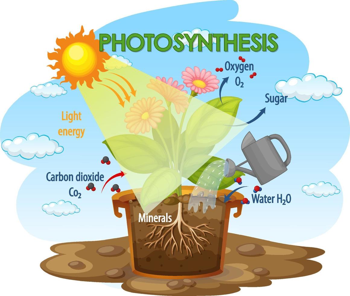 Diagram showing process of photosynthesis in plant vector