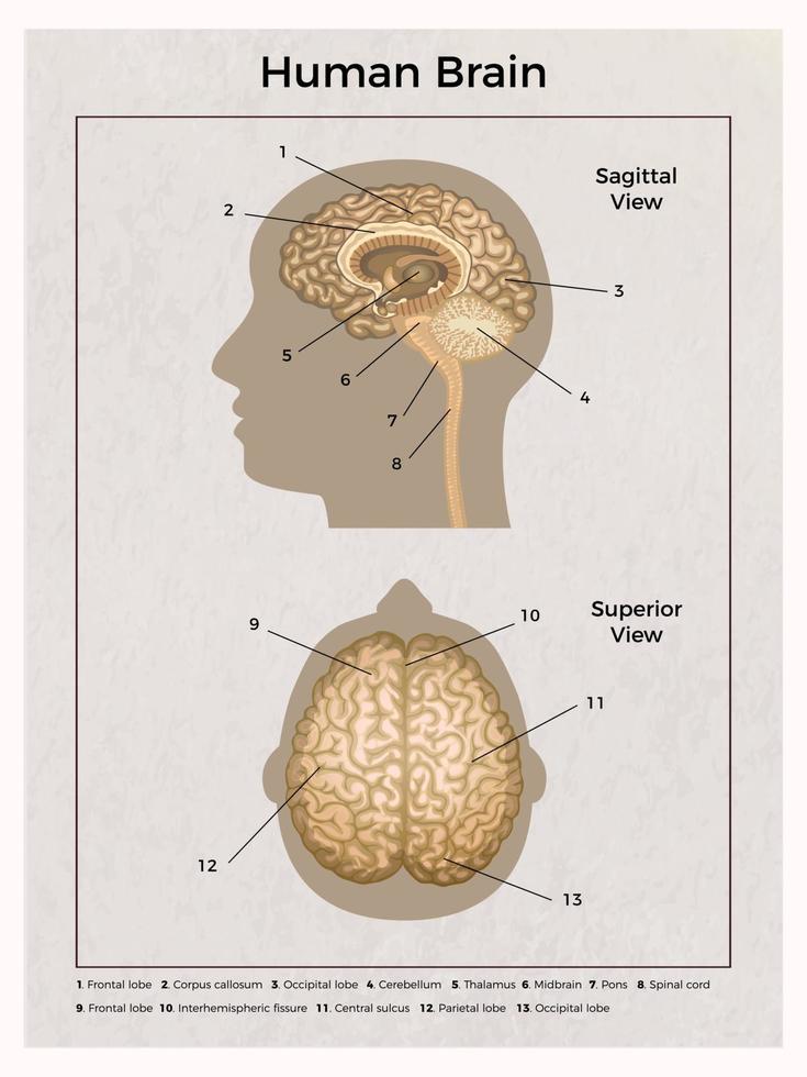 composición de la anatomía del cerebro humano vector