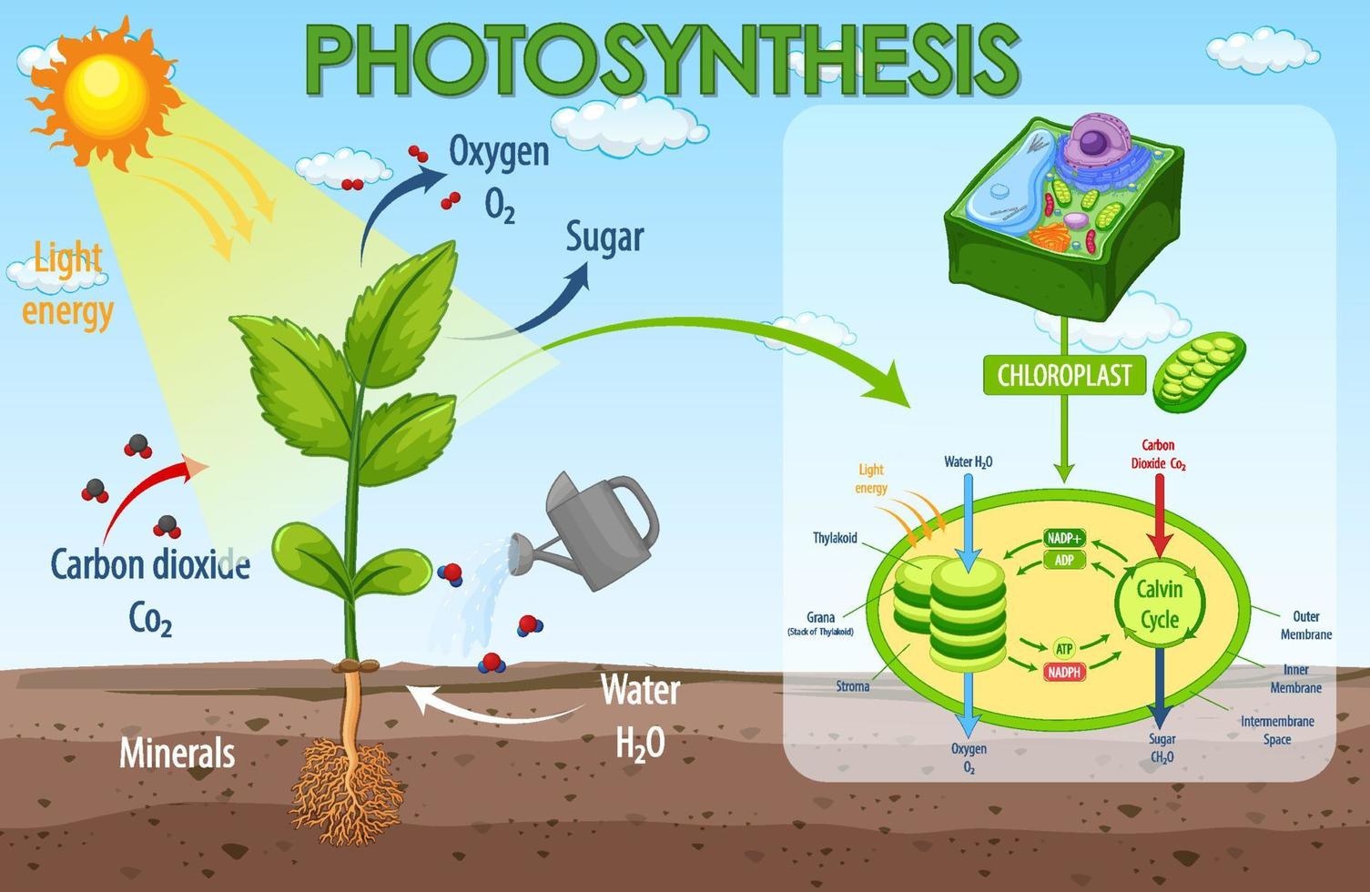 Diagrama que muestra el proceso de fotosíntesis en planta. vector