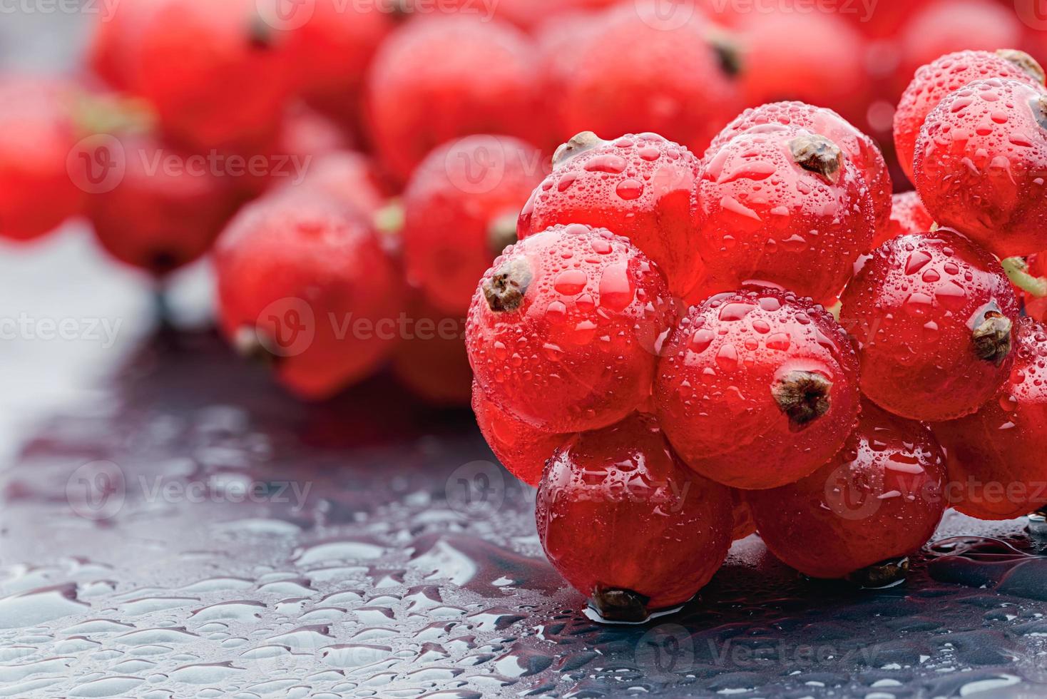 Red currant berries with water drops on the dark grey background. Macro photo. photo