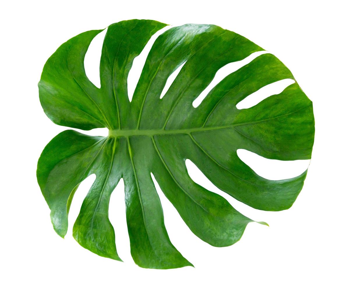 Hoja de monstera aislado sobre fondo blanco. foto