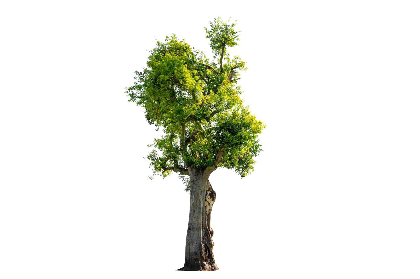 Tree shrub isolated on white background photo