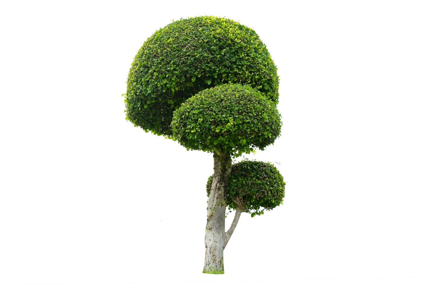 Tree shrub isolated on white background photo