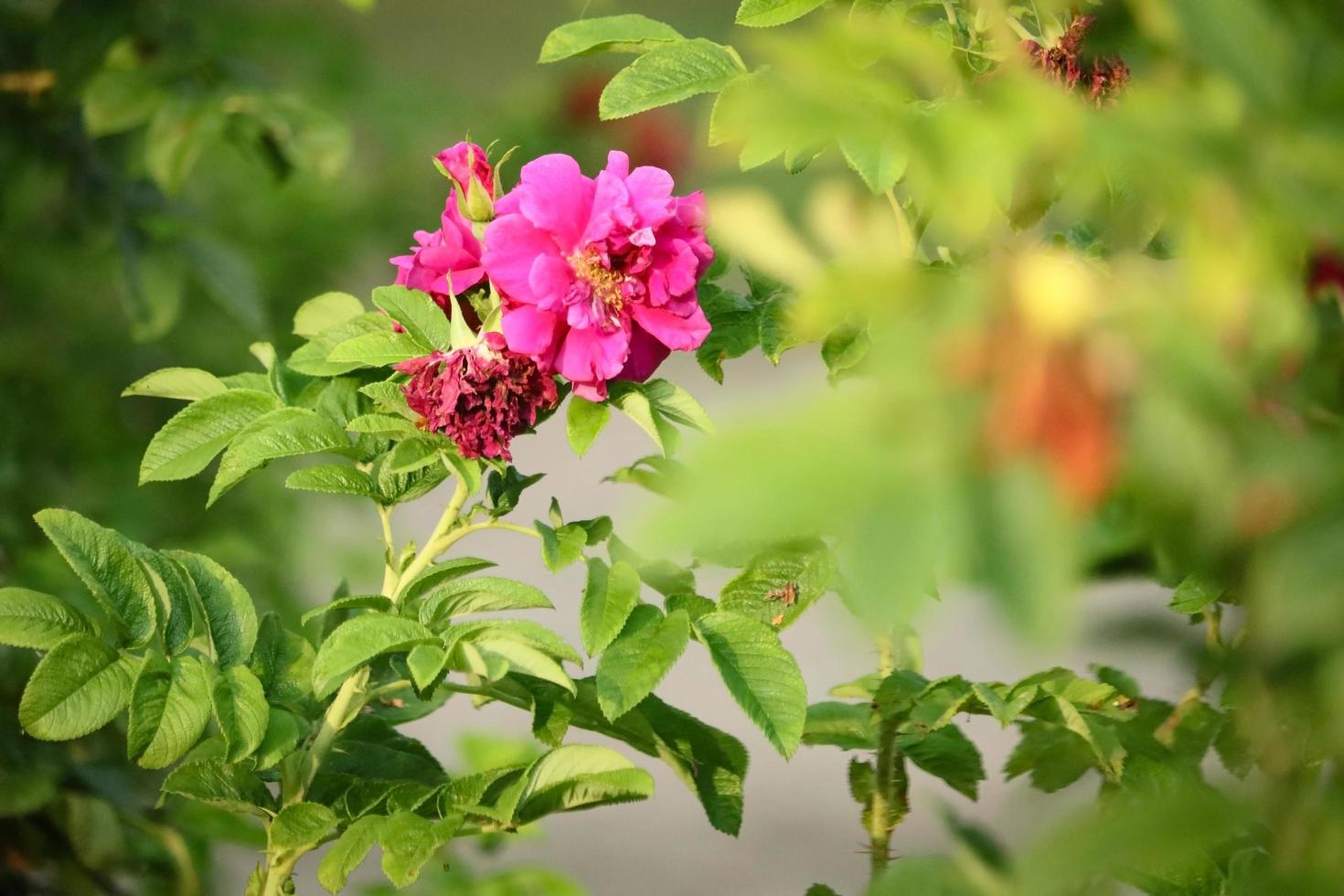 Seto de rosa mosqueta con hojas de color verde brillante y una gran flor rosa. foto