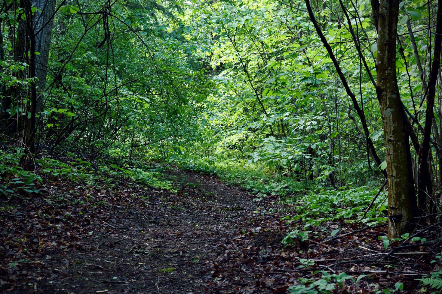 Wide forest path with sunlight beams in greenery photo