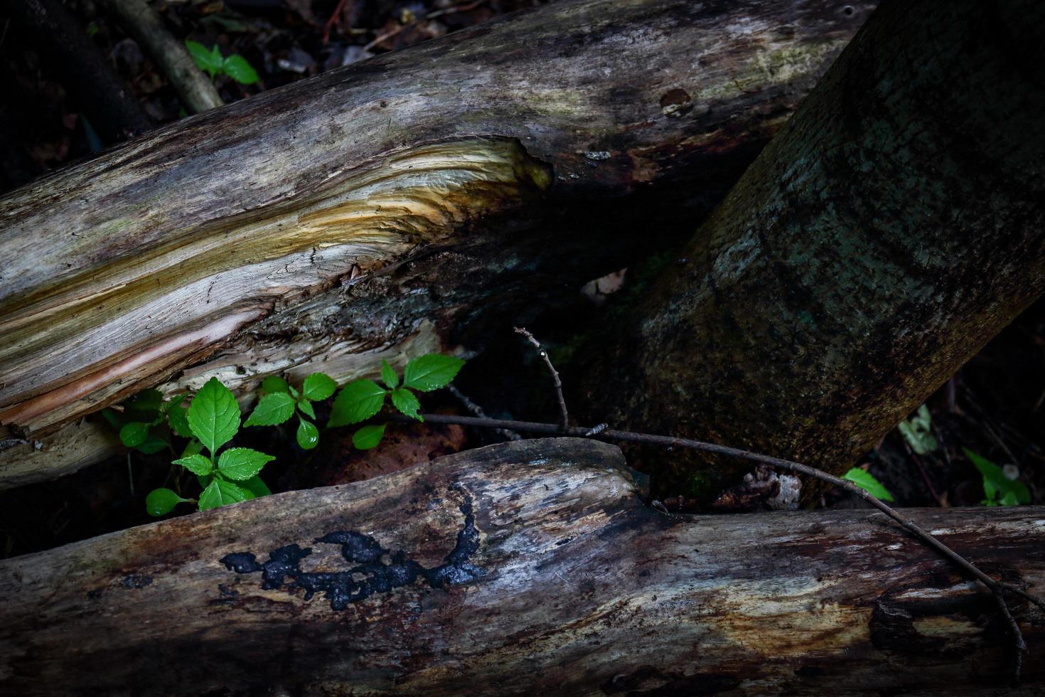 Young spring greenery in old and dry fallen tree trunk crack photo