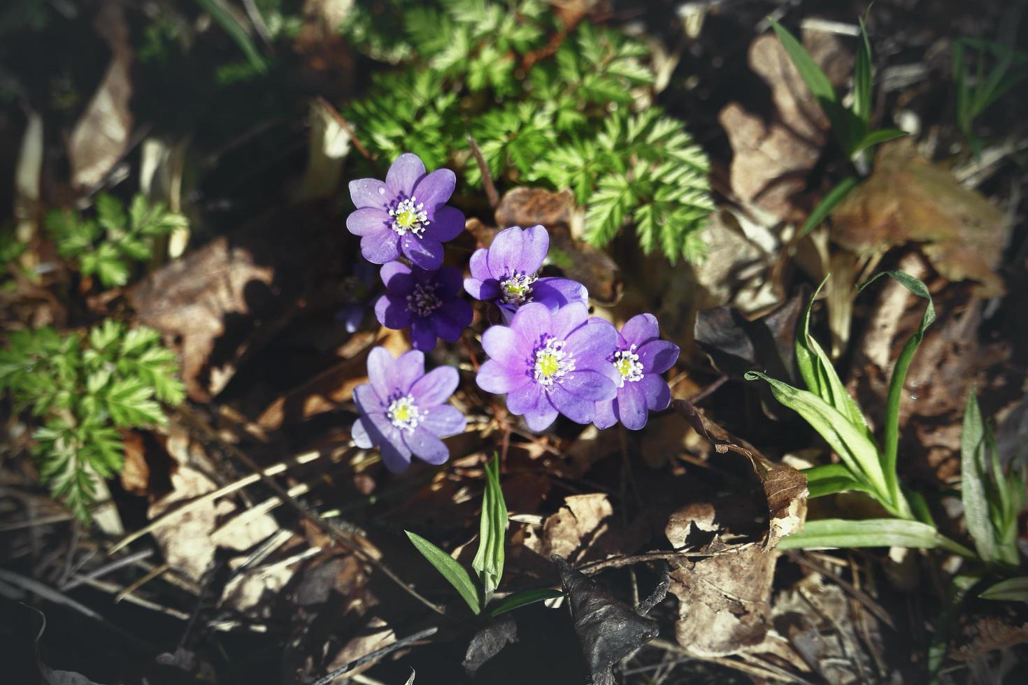 Flores de campanilla violeta en un día soleado en el año pasado hojas marrones foto