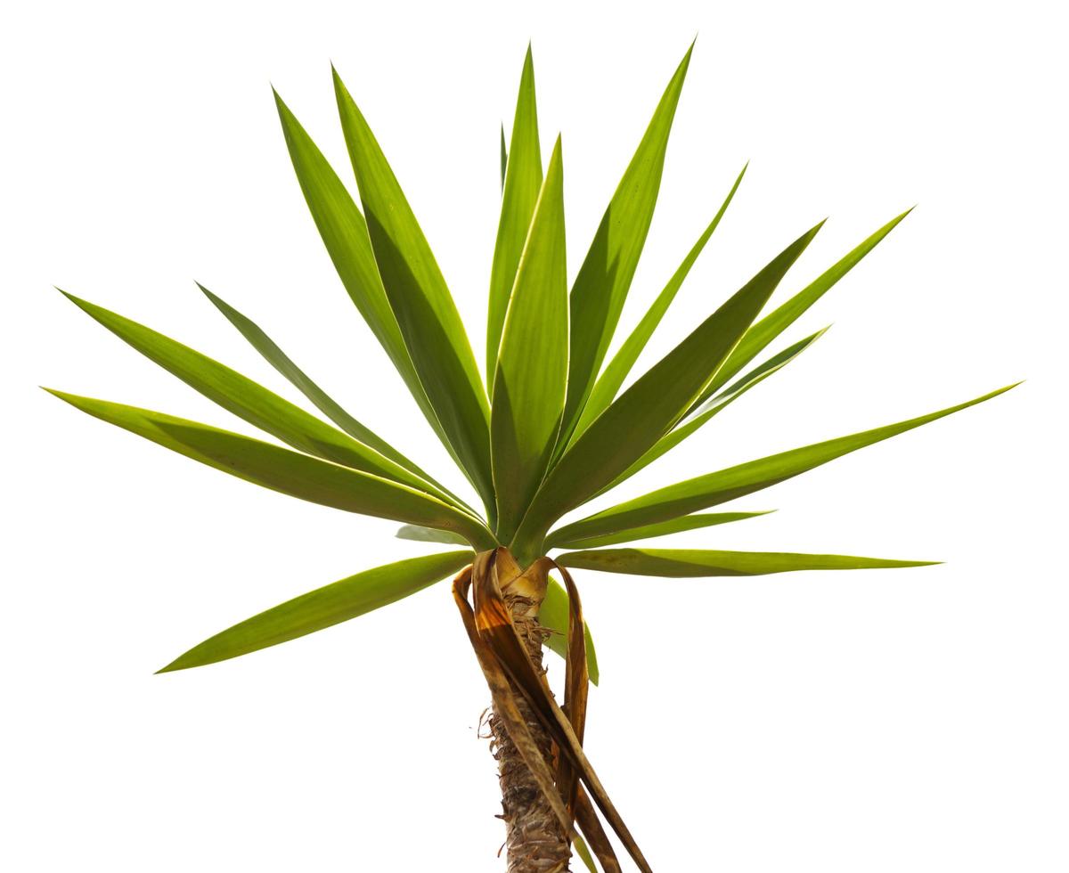 Crohn's tropical palm trees photo