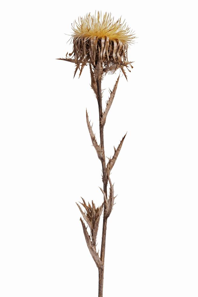 Dried flower with thorns photo