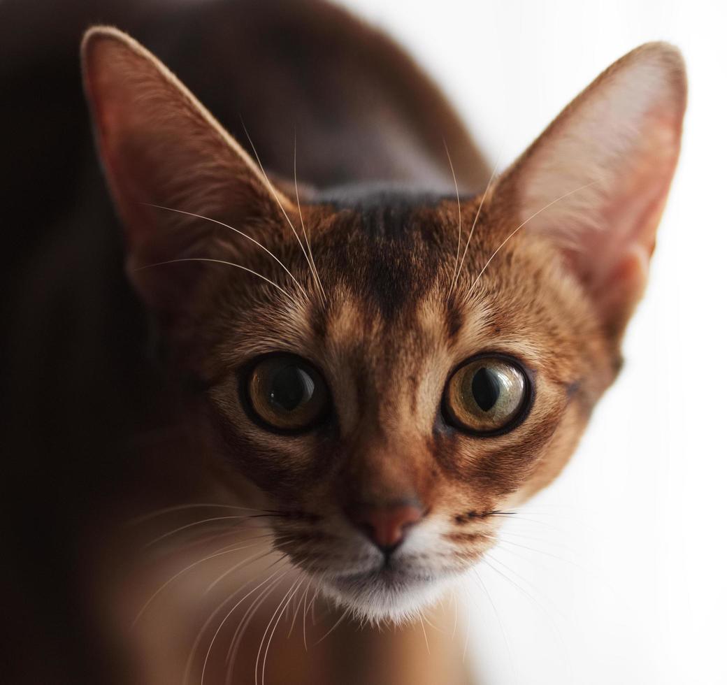Abyssinian cat staring at the camera photo