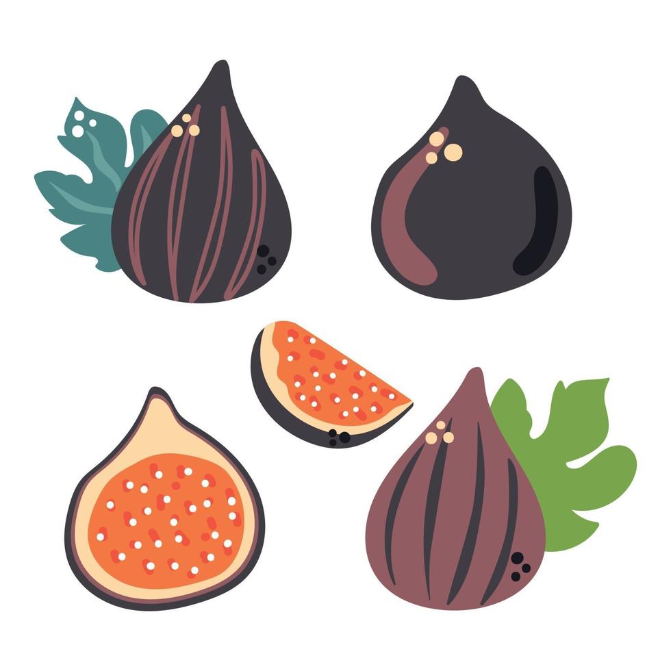 Set of hand drawn flat figs, half, slice of fruit. vector