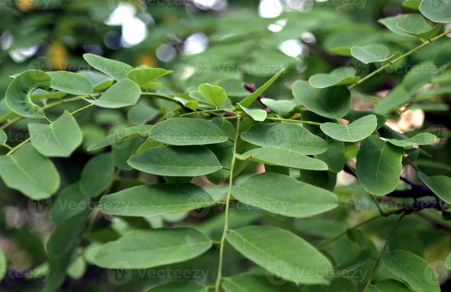 Carob tree, aka Ceratonia siliqua photo