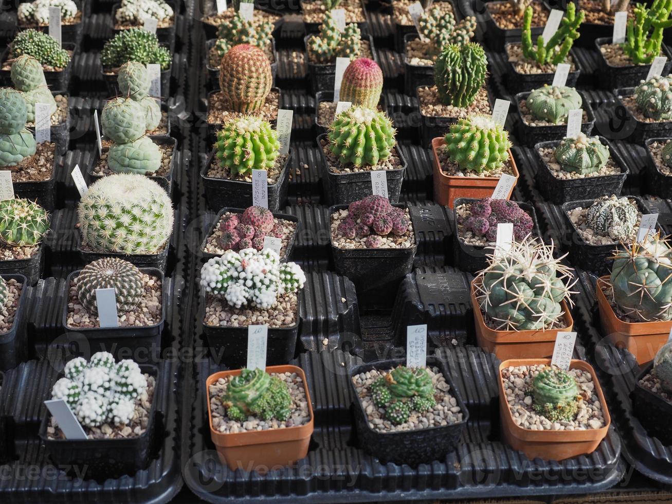 plantas de cactus para la venta foto