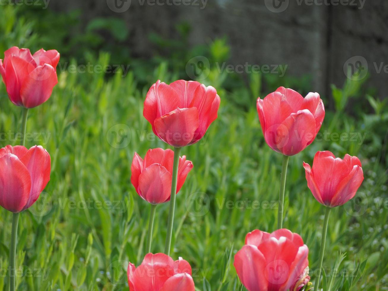 Red tulips in the park photo