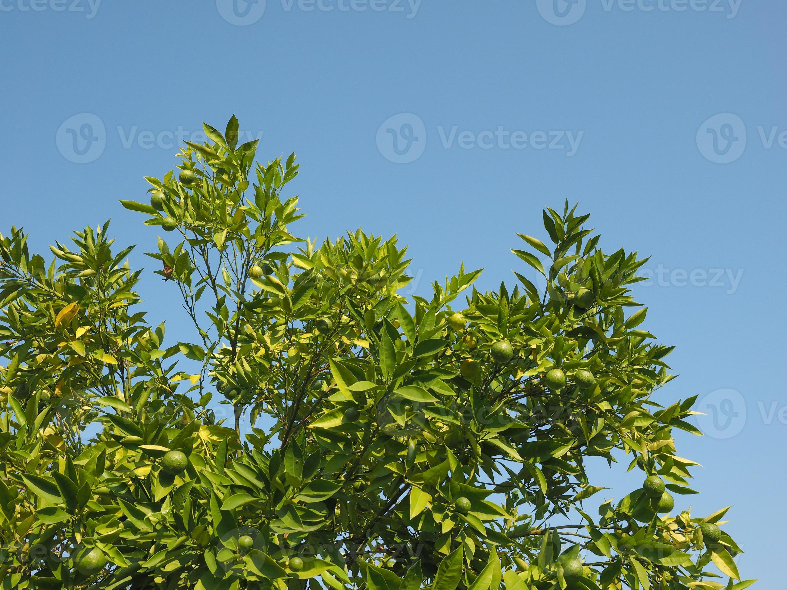 Persian lime tree 3477010 Stock Photo at Vecteezy