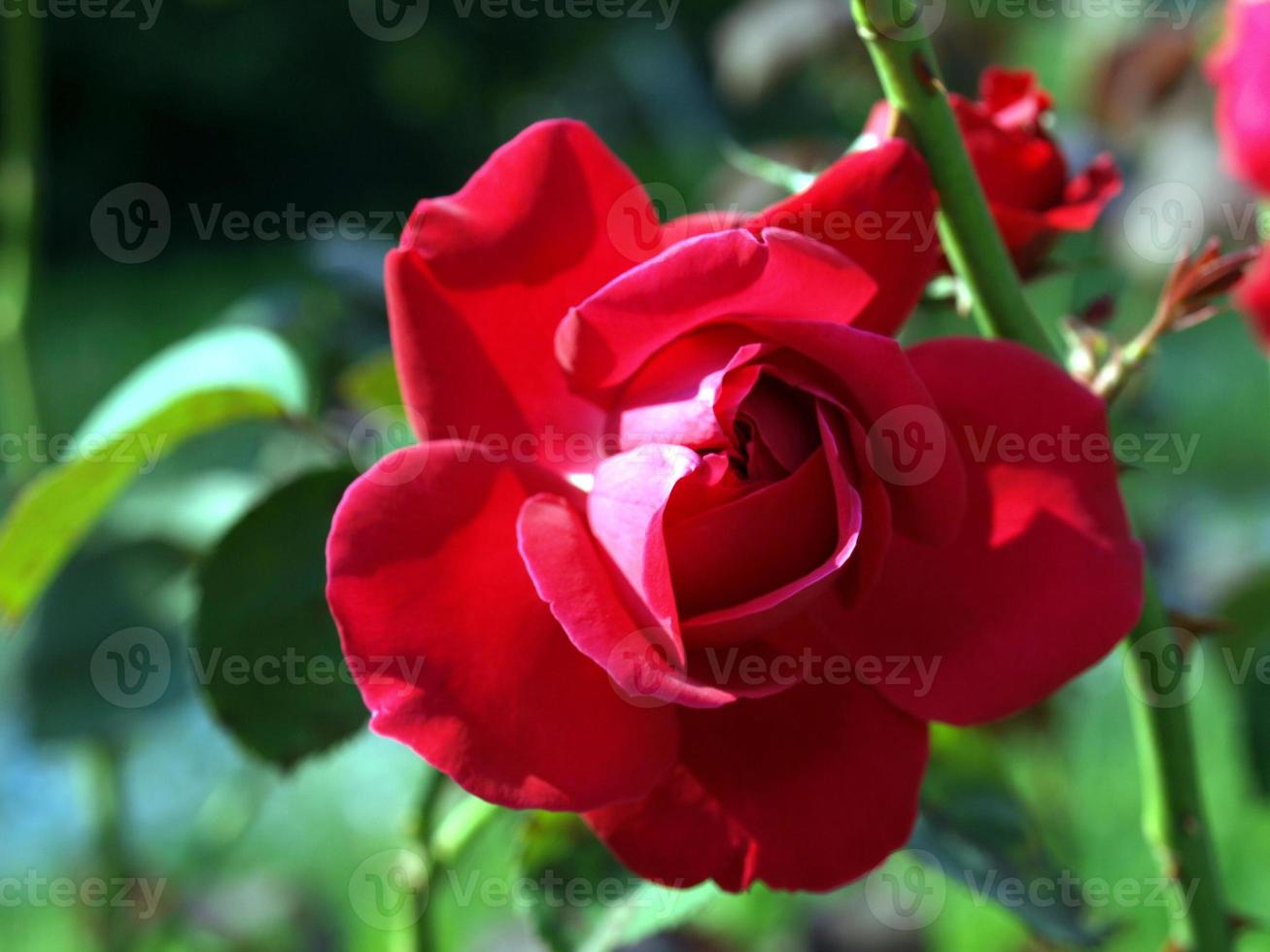 Red rose close-up photo