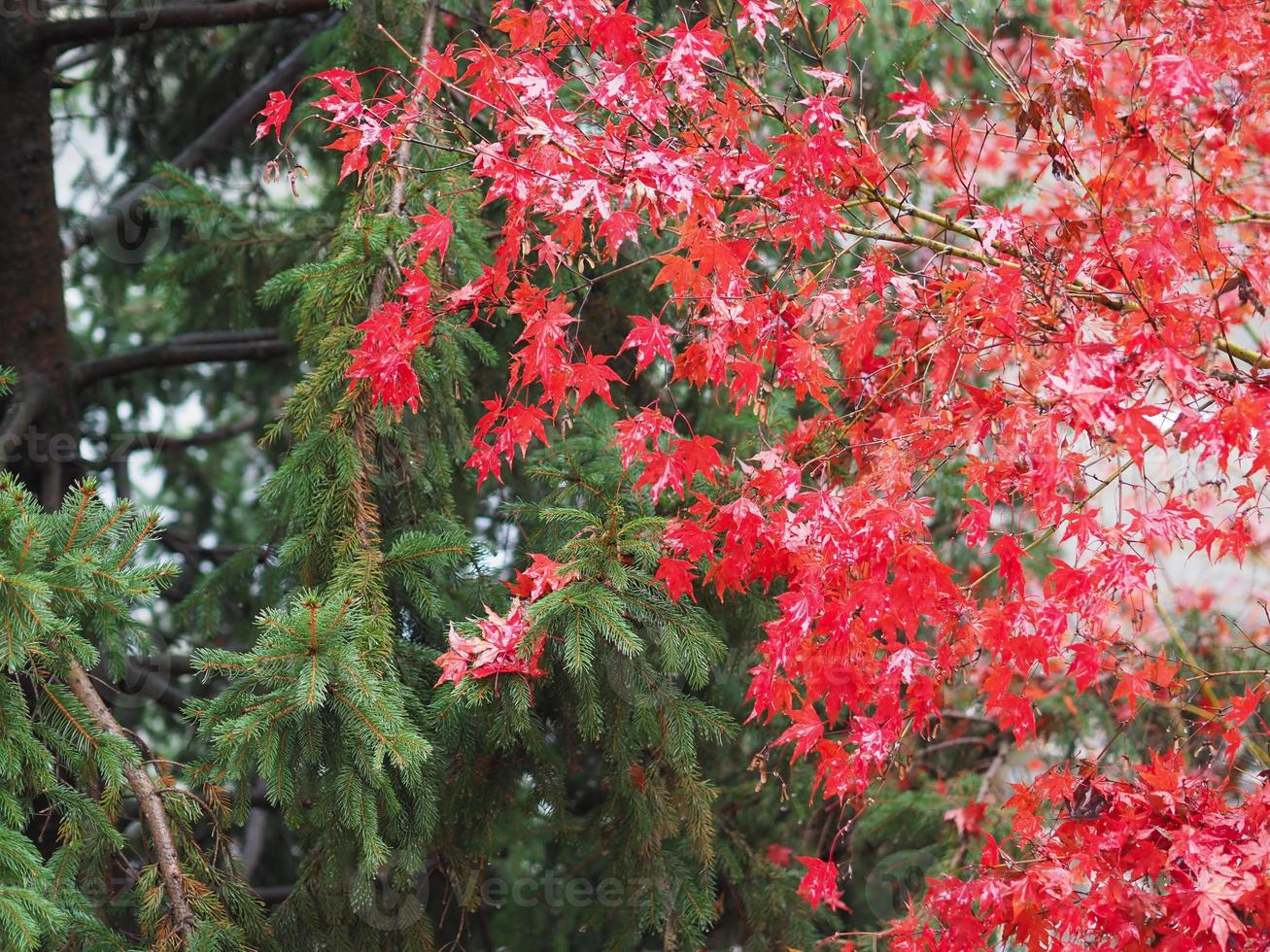 Christmas background with trees photo