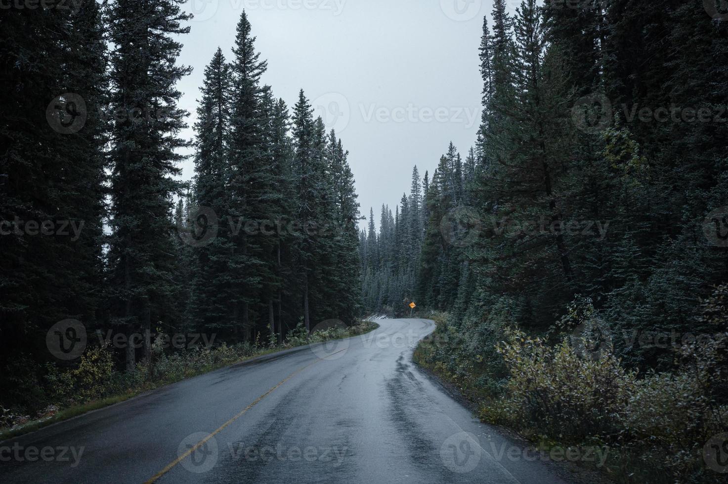 Asphalt highway curved in pine forest on gloomy at national park photo