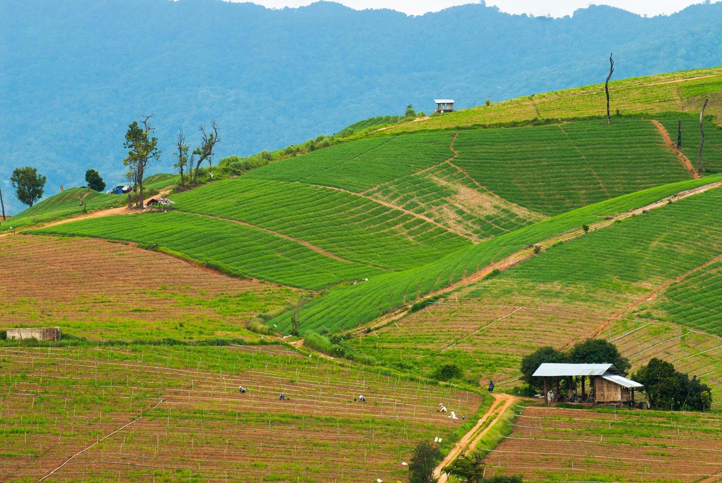 Alta vista de las terrazas de arroz de Mae Chaem, Chiang Mai, en el norte de Tailandia foto