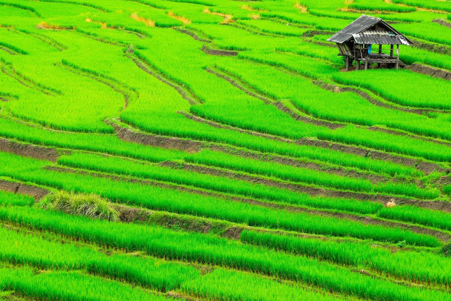 Terraza de campos de arroz en el distrito de Mae Chaem, Chiang Mai, Tailandia foto