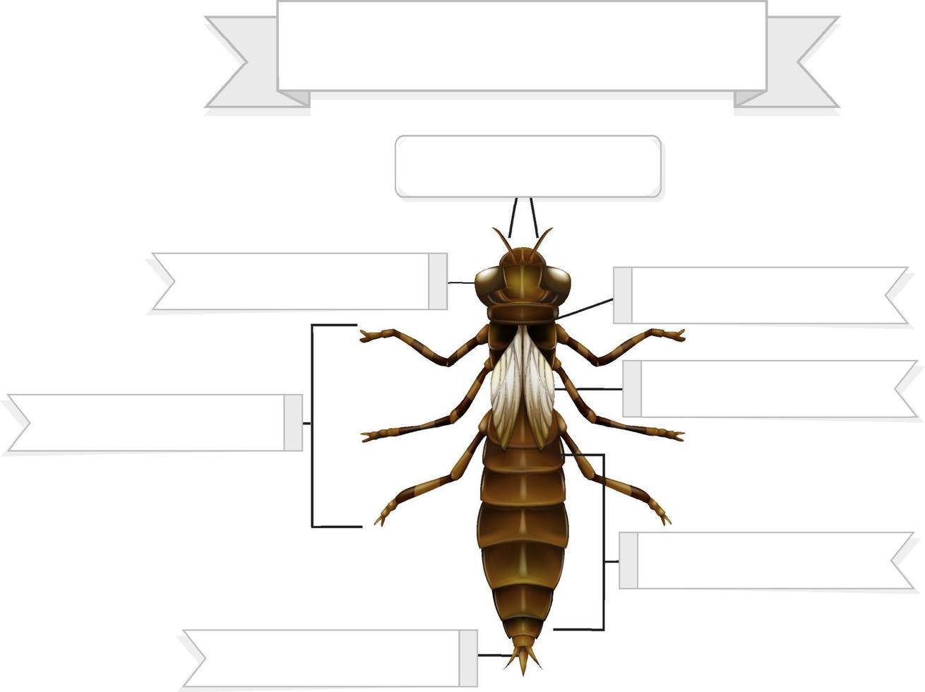 hoja de trabajo de anatomía externa de una ninfa de una libélula vector