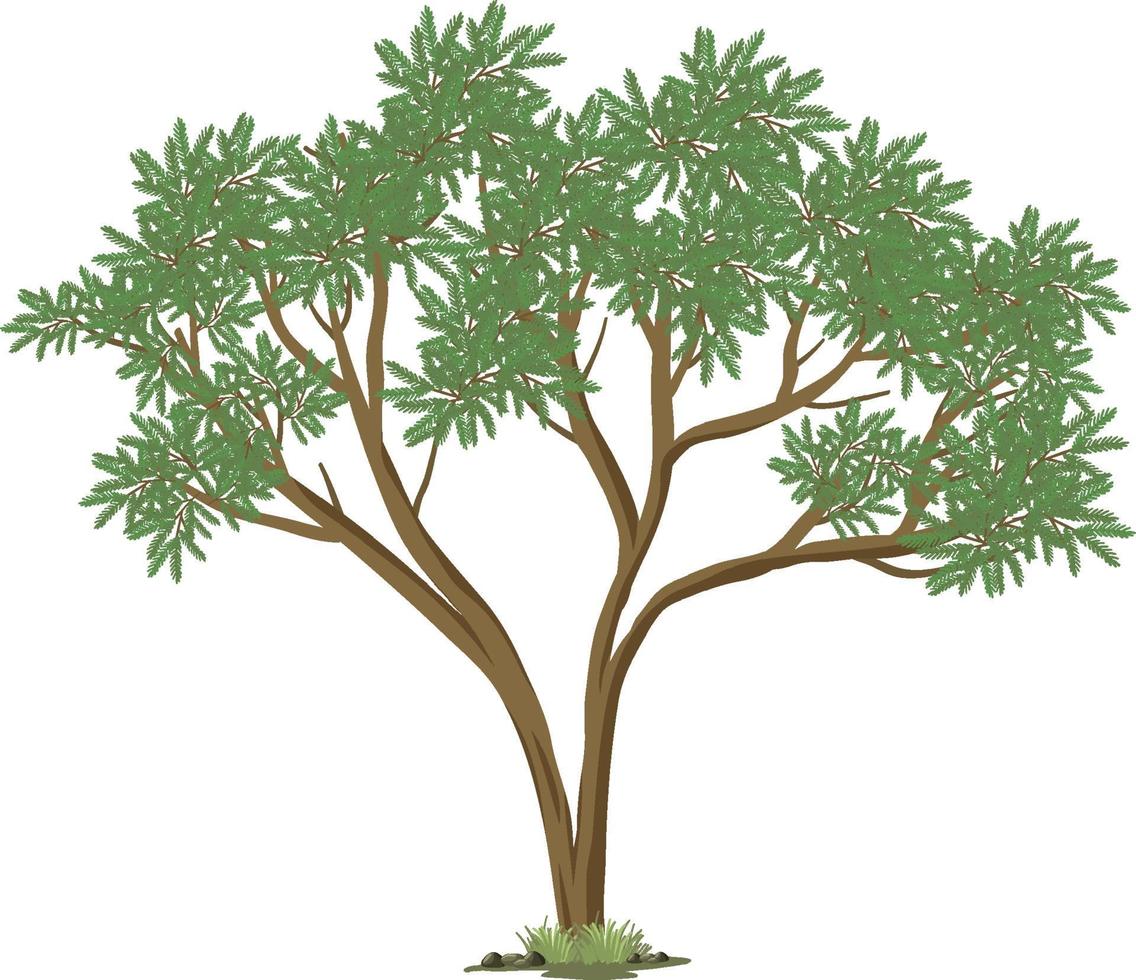 Gran árbol aislado sobre fondo blanco. vector