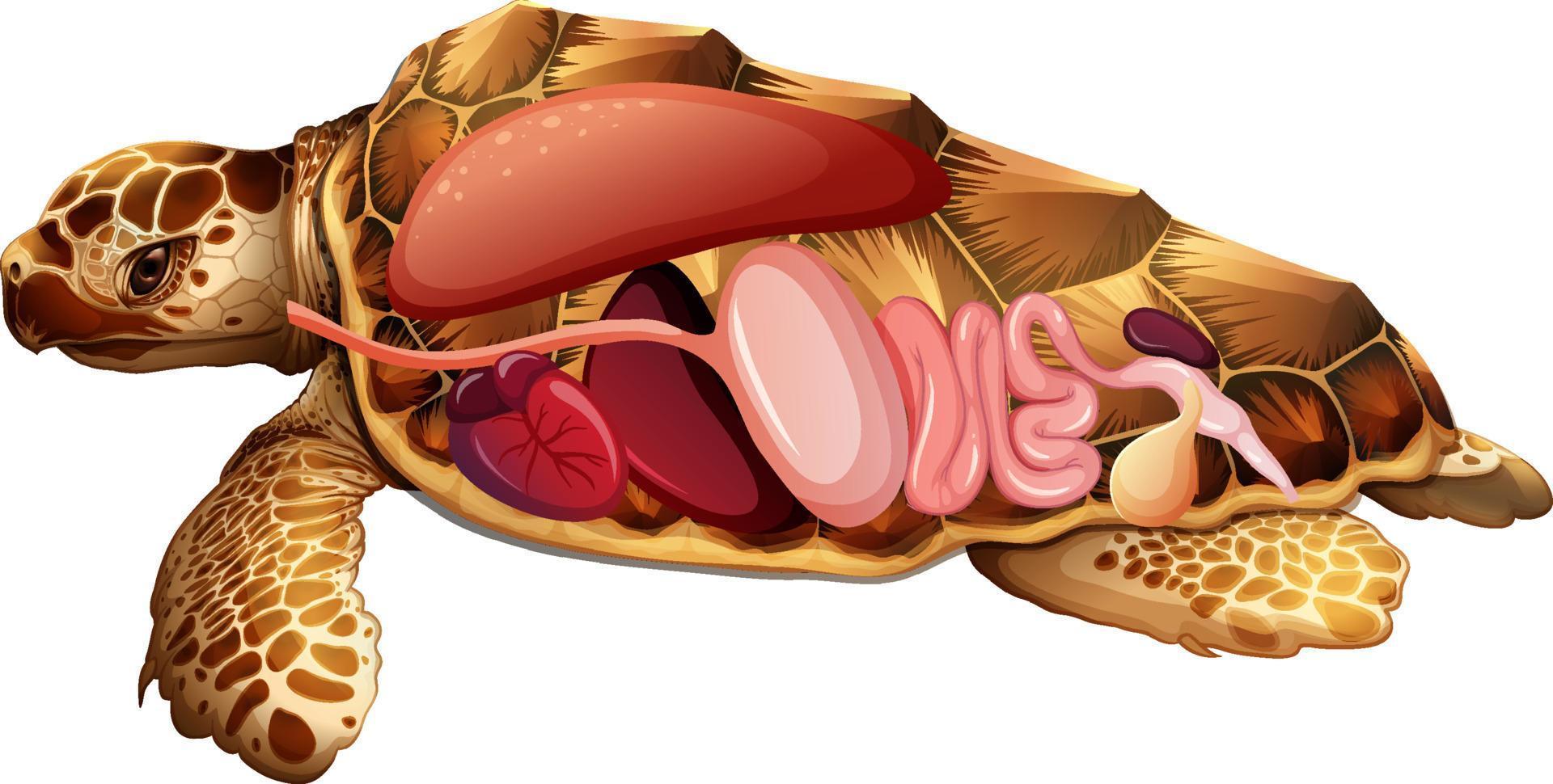 Anatomía interna de tortuga con órganos. vector