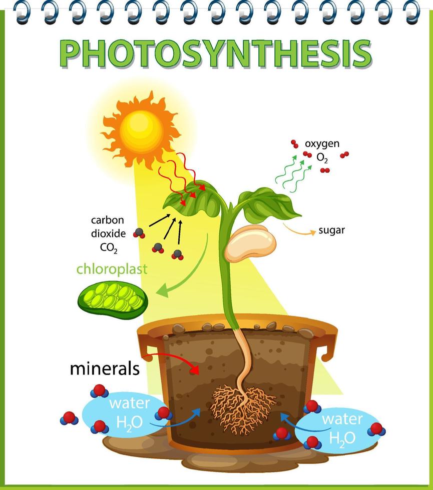 Diagram showing process of photosynthesis in plant vector