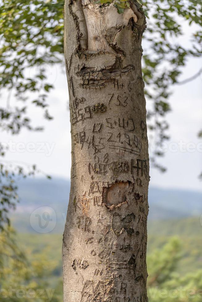 Tree trunk of a beech tree with scratched graffiti against a light, hilly background photo