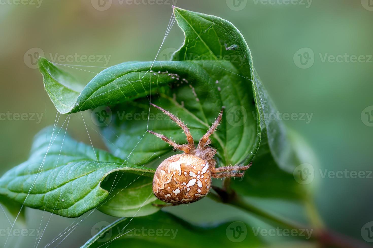 Close up of a spotted garden spider ,Araneus quadratus, woven between large green leaves photo