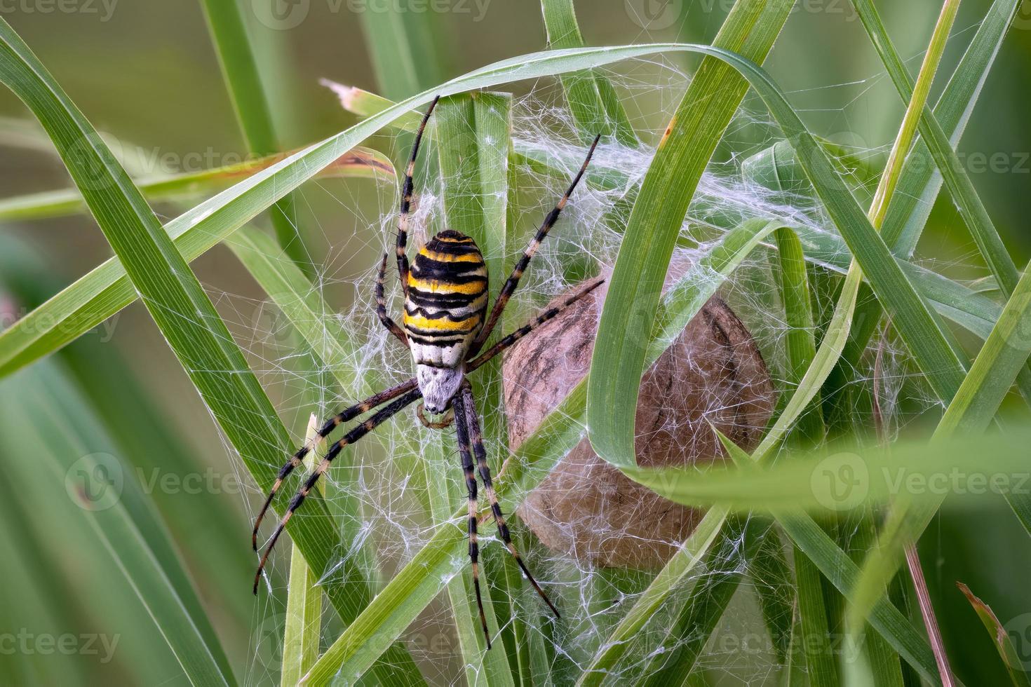 Araña avispa argiope bruennichi defendiendo sus huevos capullos foto