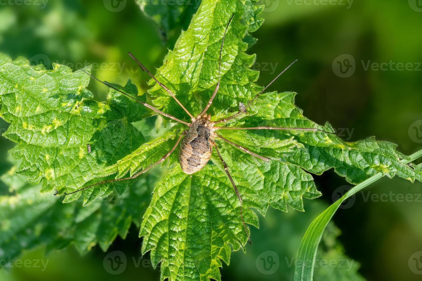 Close up of a harvestman spider sitting on a nettle photo