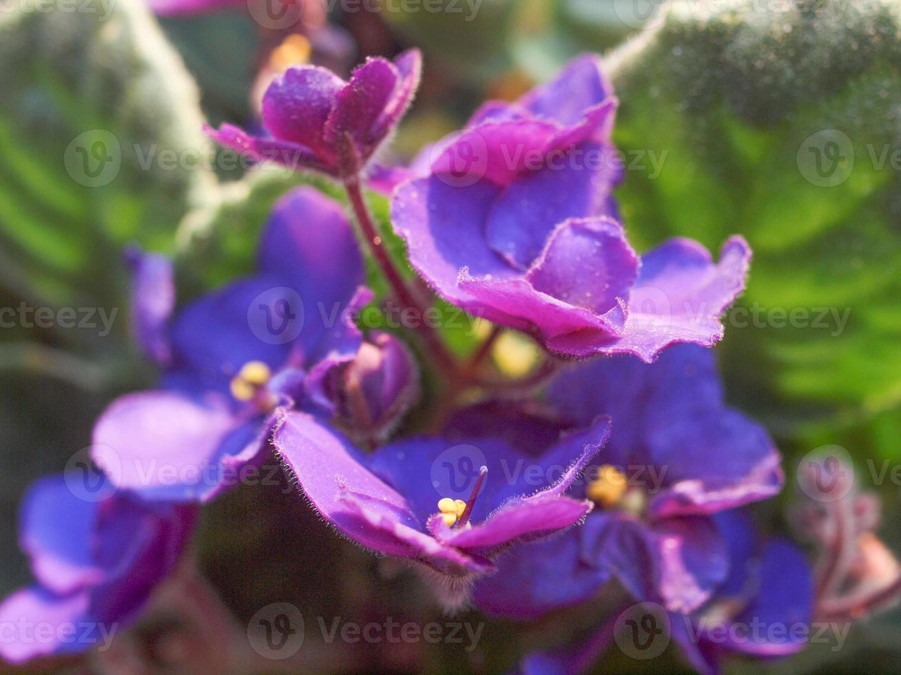 flor de saintpaulia púrpura foto