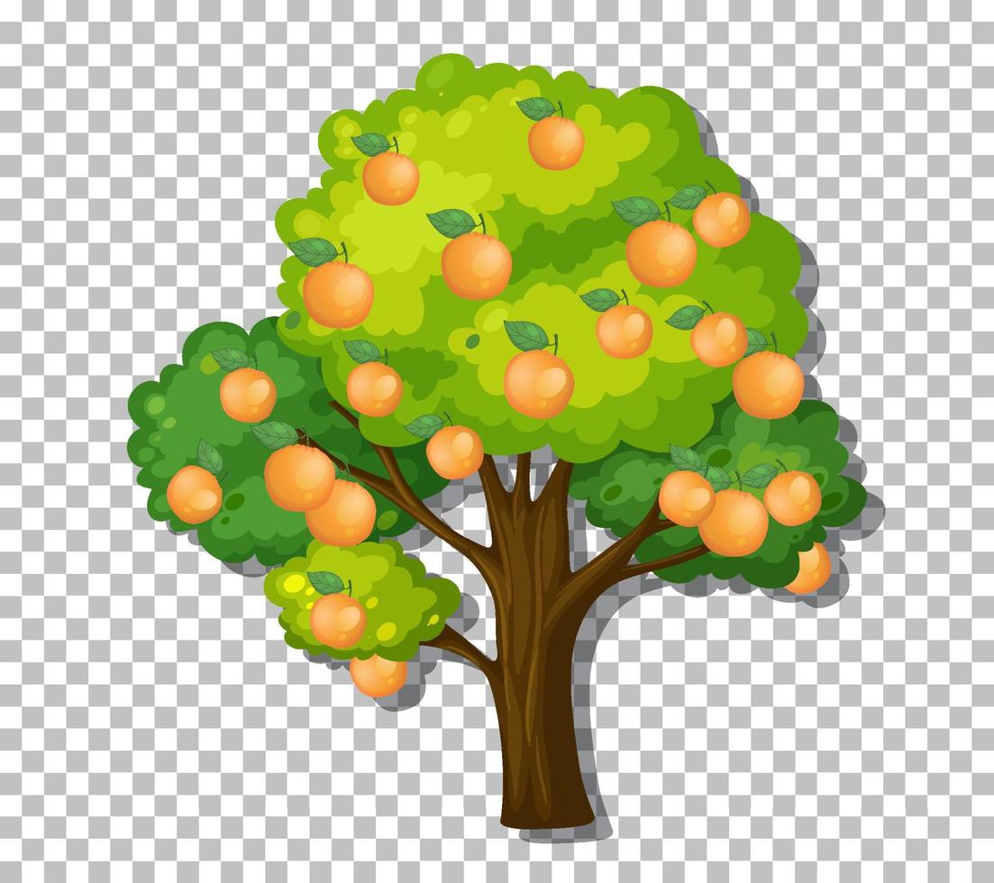 Orange tree isolated vector