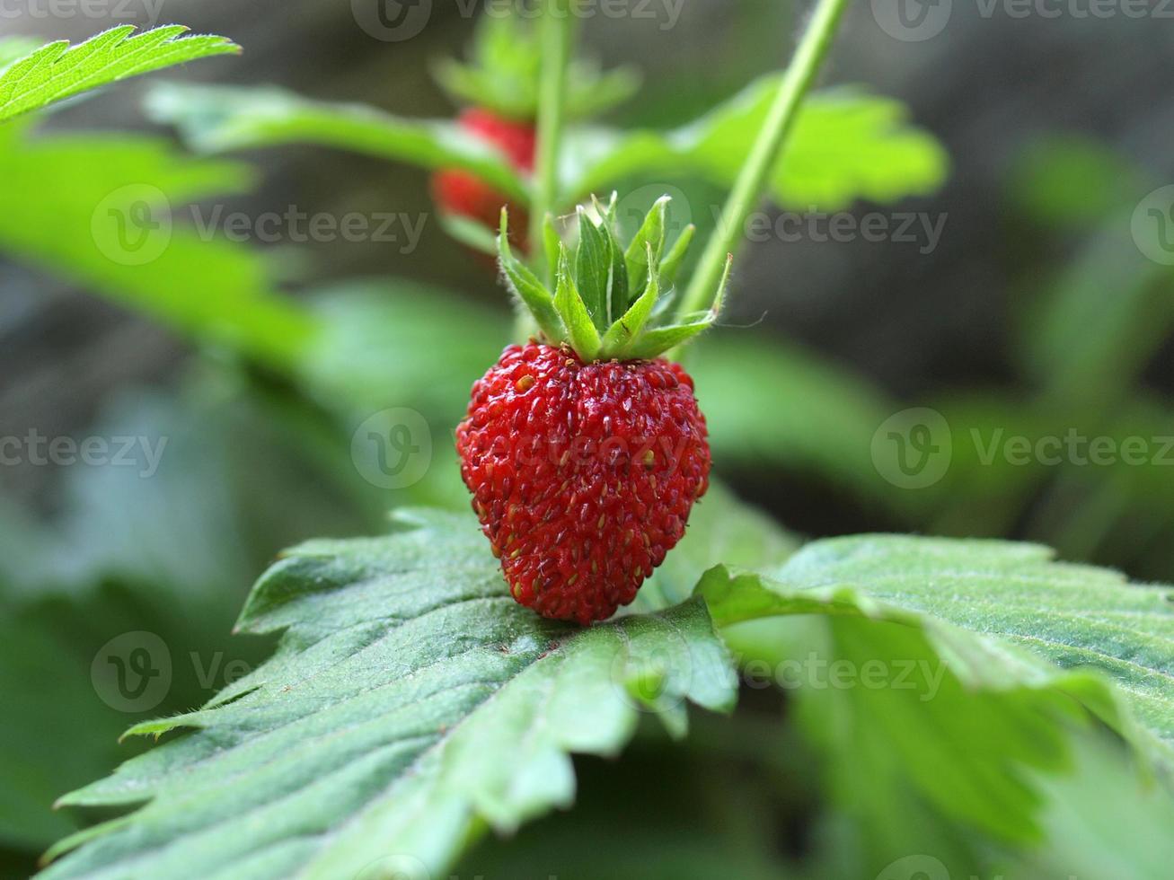 Strawberry fruit close-up photo