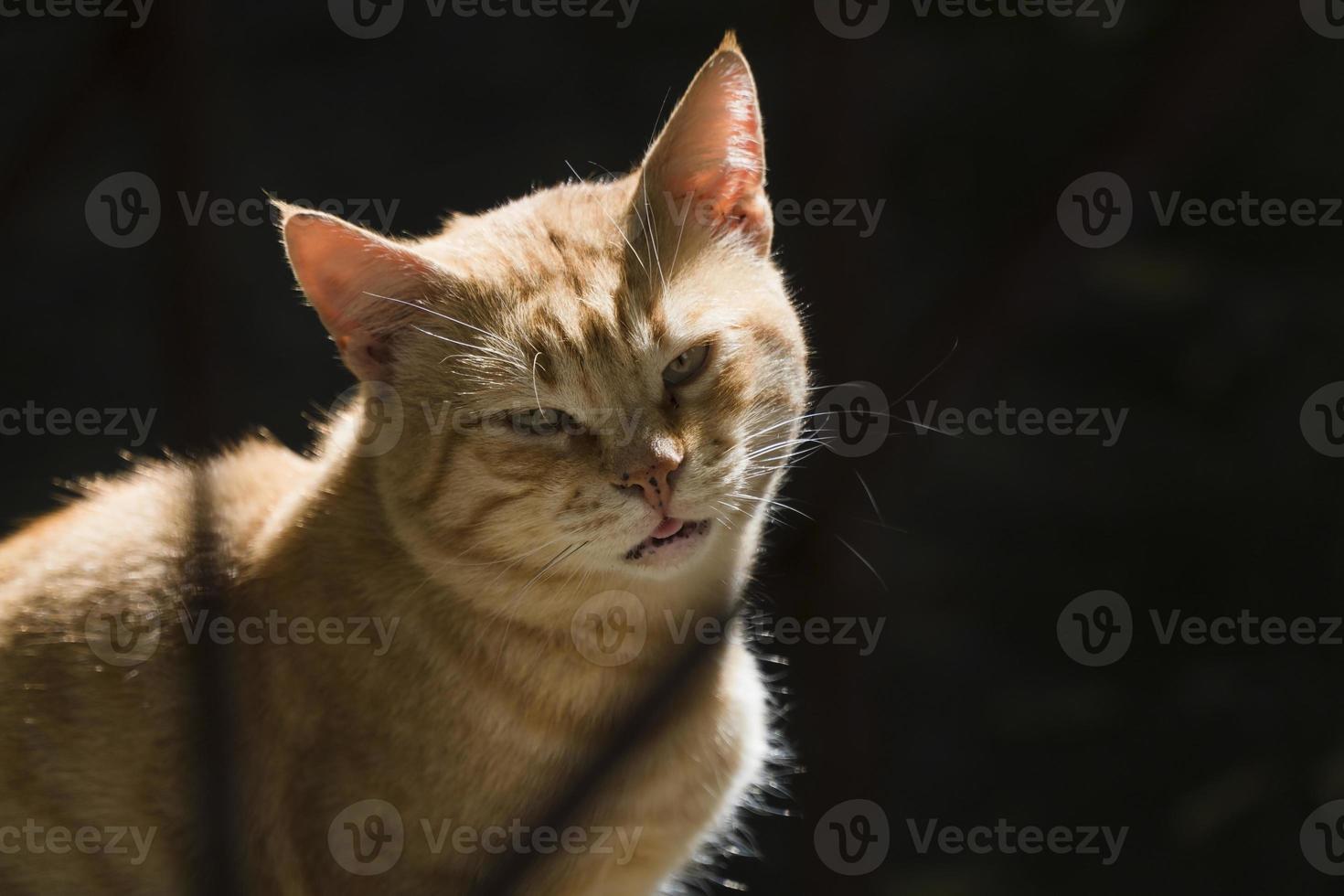 gato jengibre con sombras parece un gato pirata foto