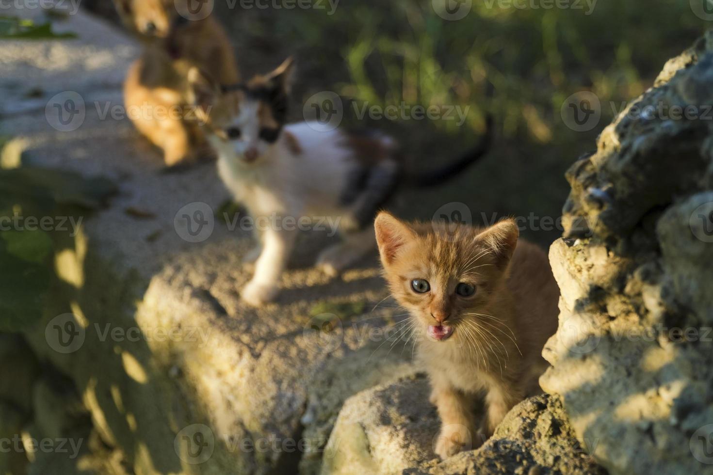 Pequeños gatitos de un mes de edad están en la pared del jardín e iluminados con la cálida luz del atardecer foto