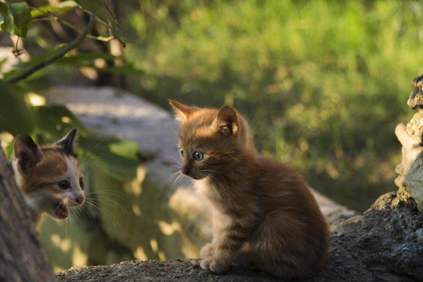 One month year old tiny ginger kitten is looking at its sibling at garden and illuminated with warm sunset light photo