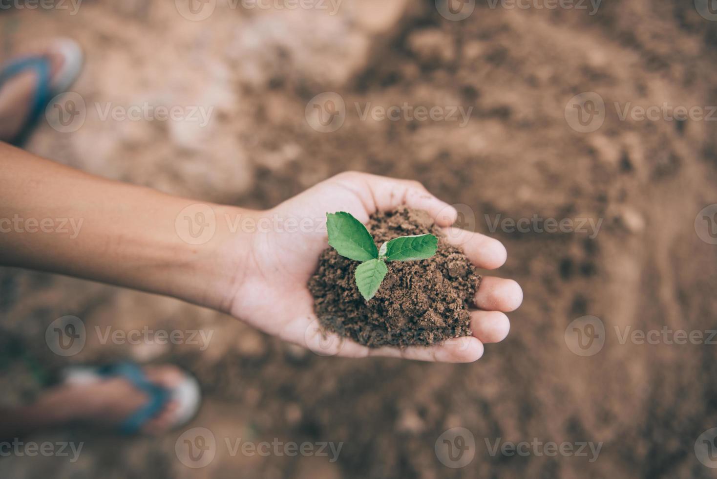 Male Hands Planting Young tree. Nature Ecology environment Concept photo