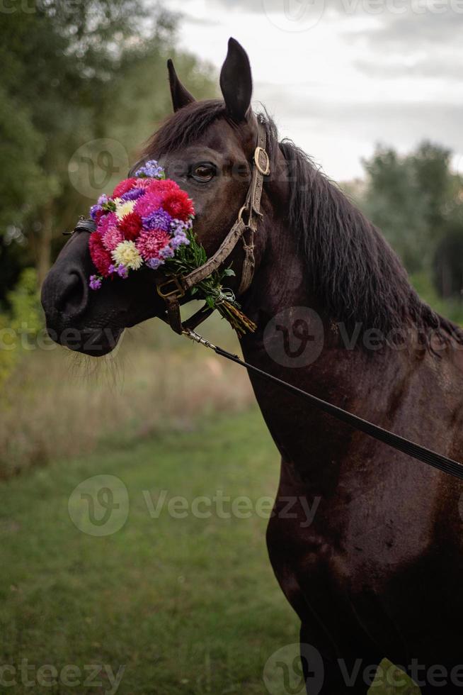 portrait of a brown horse with a bouquet of colorful flowers photo