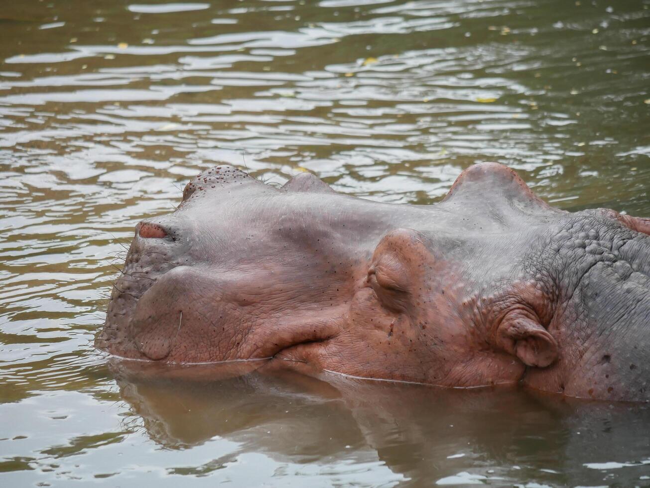 hipopótamos en agua foto