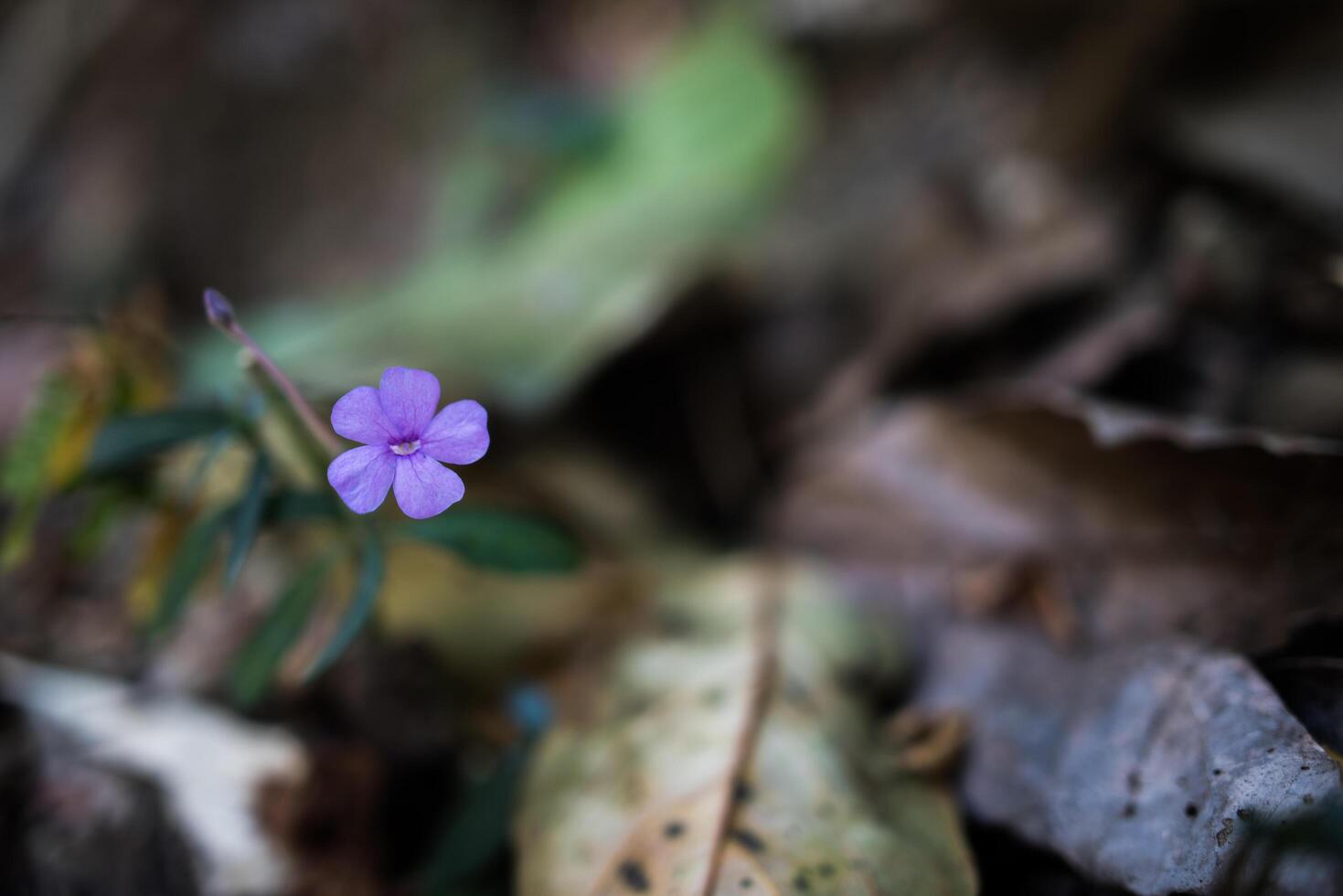 little purple flower in the forest photo