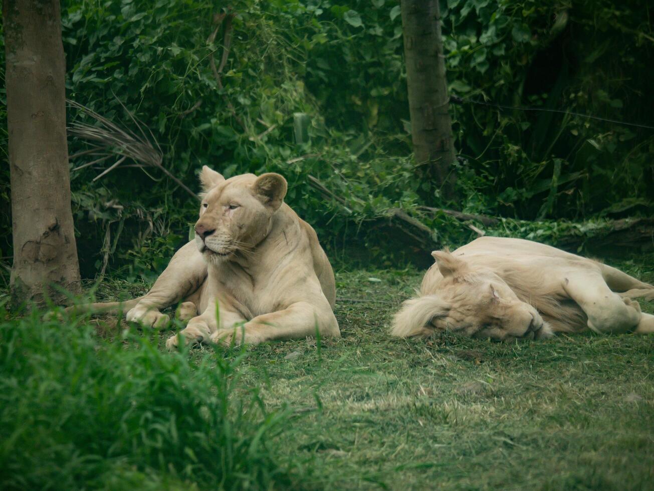 león en la naturaleza foto