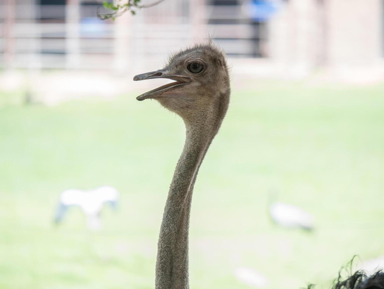 Close up of Ostrich bird head and neck in the park photo