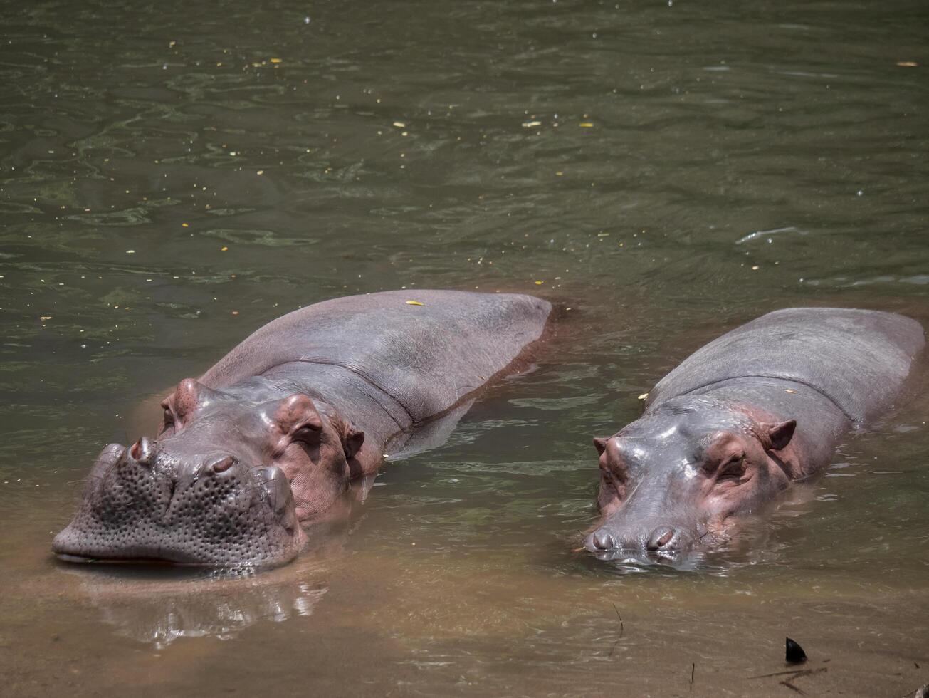Hippopotamuses in water photo