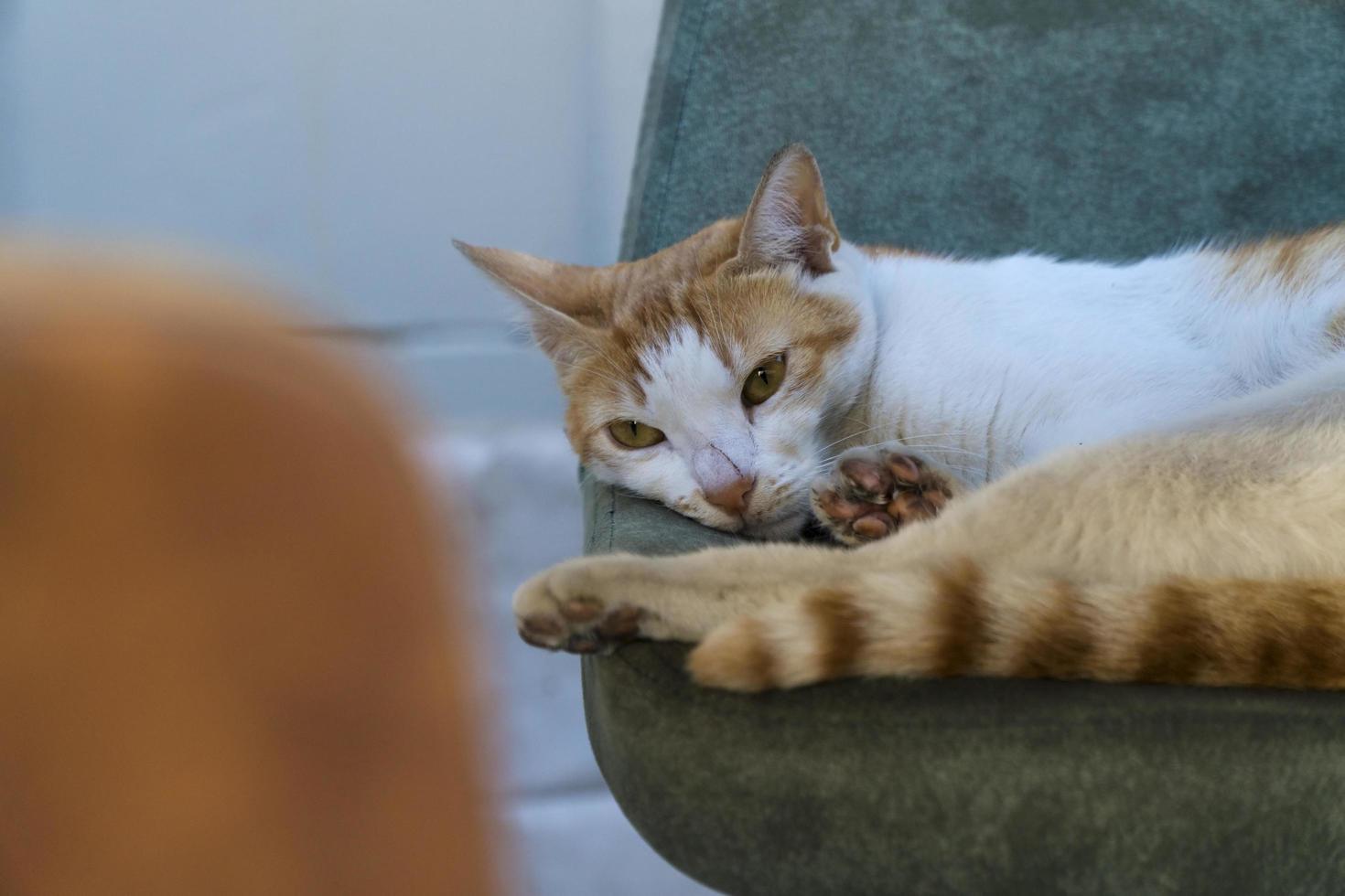Gato callejero de jengibre de nariz rayada está acostado en una silla foto